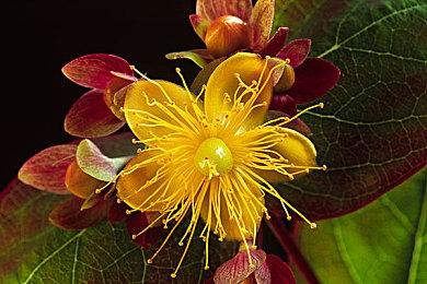 《崩坏：星穹铁道》2.6版本PV 10月23日上线